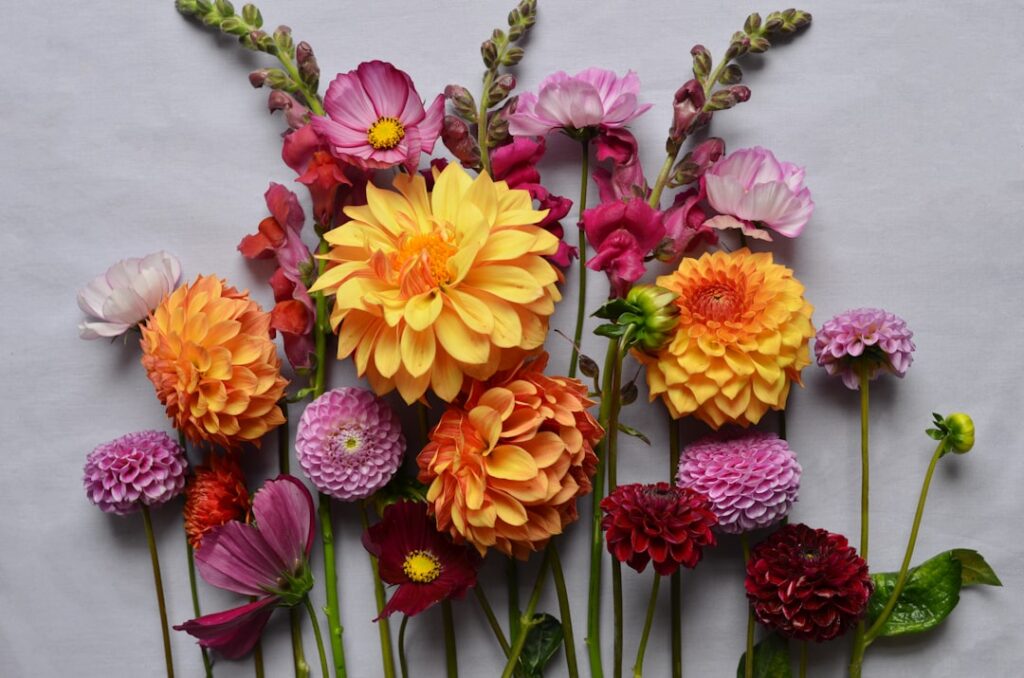 Autumn flowers