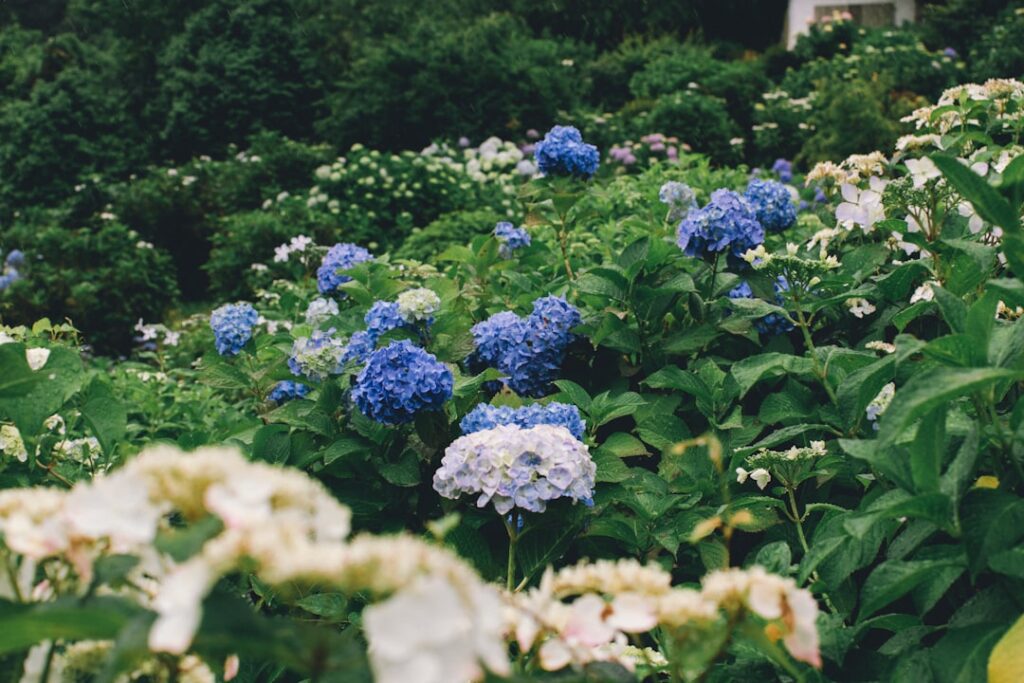 Blue and white hydrangea at a Hydrangea garden.