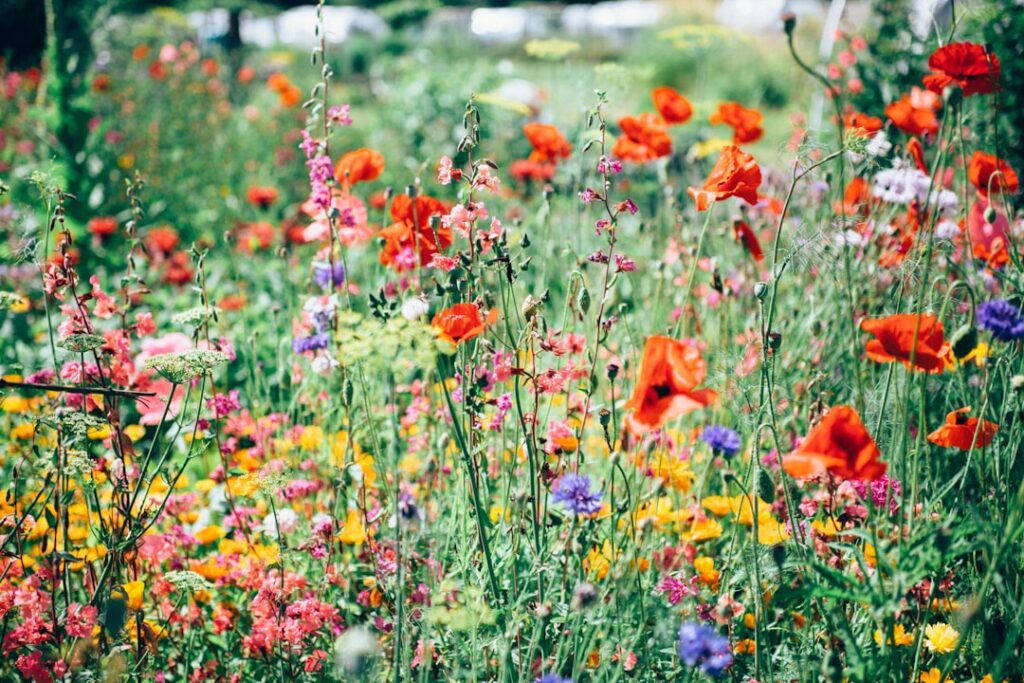 Wildflowers