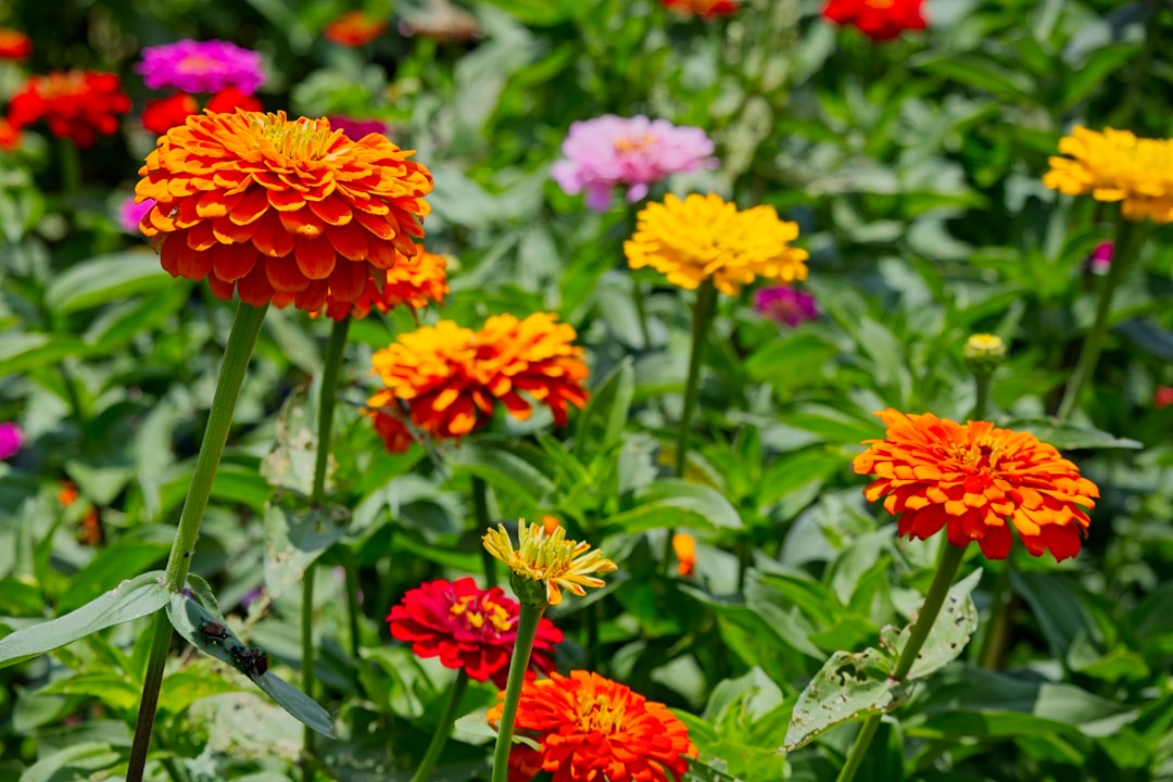 A Zinnias ready to be added to a bouquet.