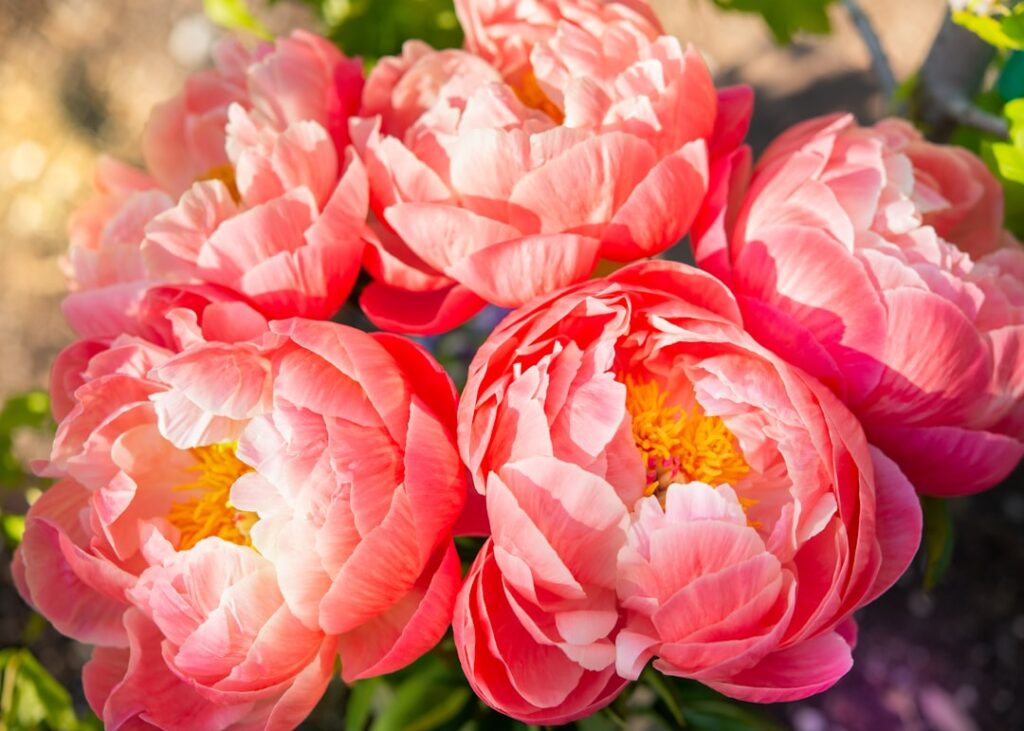 Peonies,flowers,peony,bouquet,fresh picked,garden flowers,blooming.
