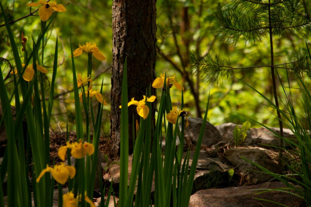 Wilde gele irissen in een natuurlijke eco-tuin