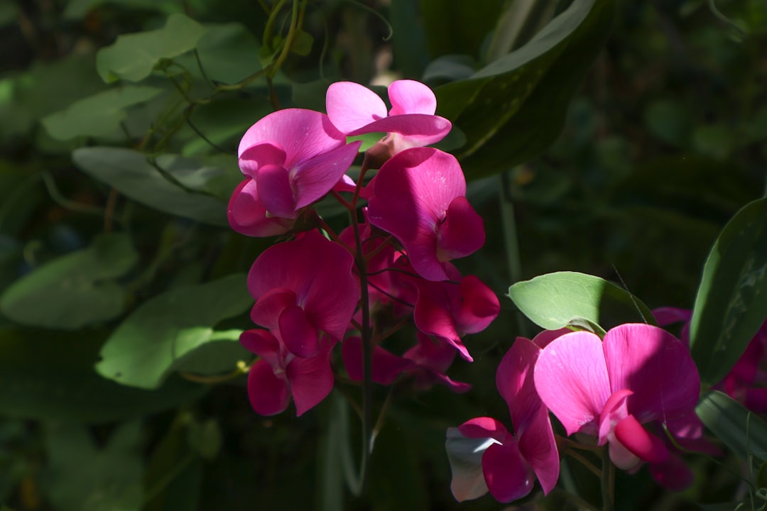 Pink sweetpea flowers photographed in semi-shade on a summer's morning.