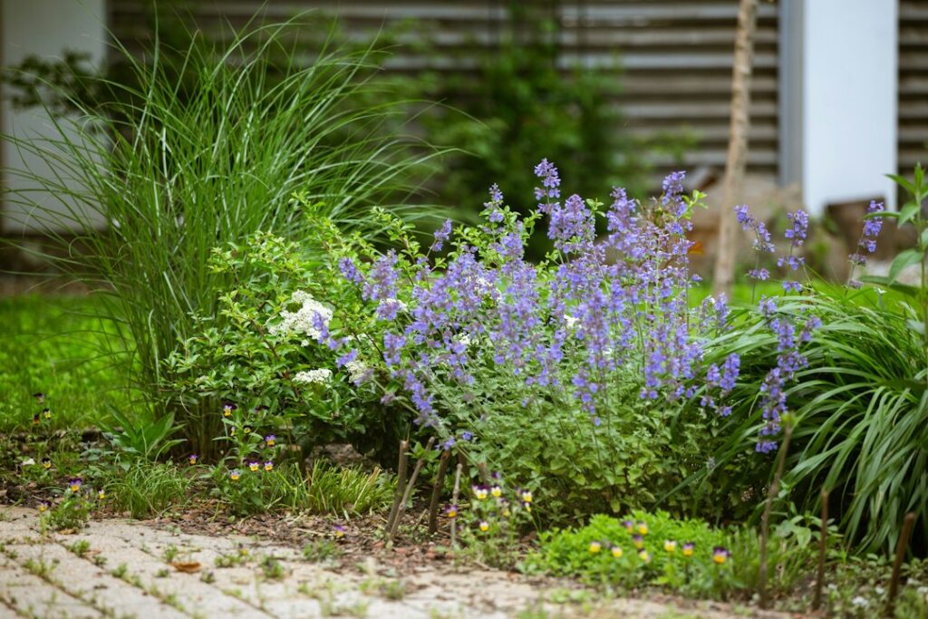 Border met paarse vaste planten en siergrassen in een tuin