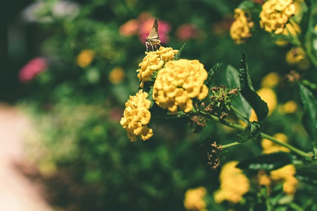 Sfeervolle tuin met eenvoudige decoratie